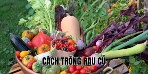 cách trồng rau củ