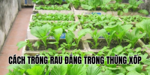cách trồng rau đắng trong thùng xốp