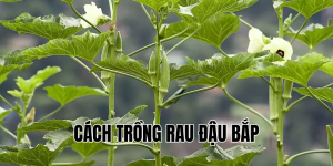 cách trồng rau đậu bắp