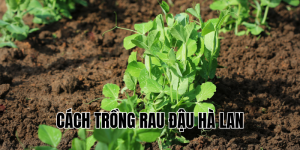 cách trồng rau đậu hà lan
