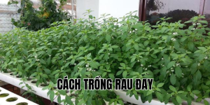 cách trồng rau đay