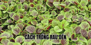 cách trồng rau dền