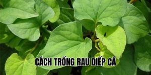 cách trồng rau diếp cá