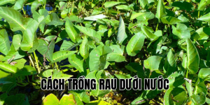 cách trồng rau dưới nước