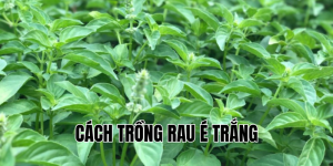 cách trồng rau é trắng