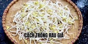 cách trồng rau giá