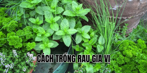 cách trồng rau gia vị