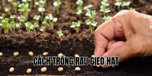 cách trồng rau gieo hạt