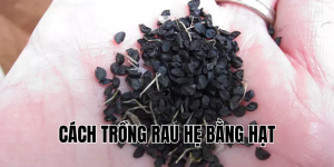 cách trồng rau hẹ bằng hạt