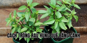 cách trồng rau húng quế bằng cành