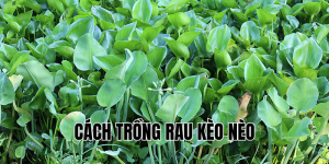 cách trồng rau kèo nèo