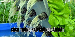cách trồng rau không cần đất