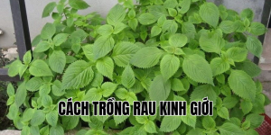 cách trồng rau kinh giới