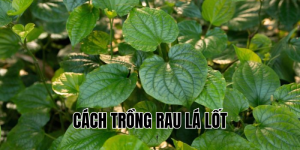 cách trồng rau lá lốt