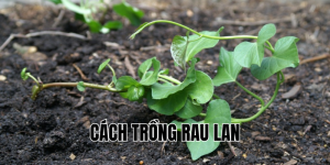 cách trồng rau lan
