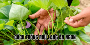 cách trồng rau lang ăn ngọn