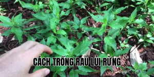 cách trồng rau lủi rừng