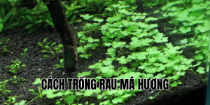 cách trồng rau má hương