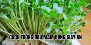 cách trồng rau mam bang giay an