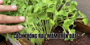 cách trồng rau mầm trên đất