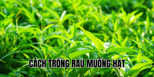 cách trồng rau muống hạt
