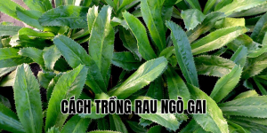 cách trồng rau ngò gai