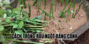cách trồng rau ngót bằng cành