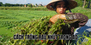 cách trồng rau nhút trong ao