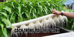 cách trồng rau thủy canh
