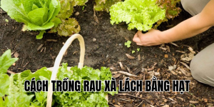 cách trồng rau xà lách bằng hạt